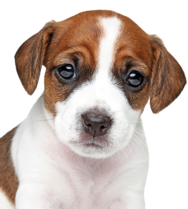 Aquaclean_Dog